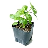 バジル：スィートバジル3号ポット12株セット