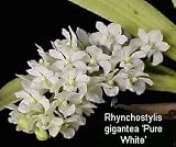 Rhynchostylis gigantea 'Alba'