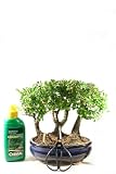 41gsk7 PE7L. SL160  Beginning Bonsai: The Gentle Art of Miniature Tree Growing