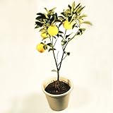 国華園 実つき 一才ユズ 接木3年生 【限定５０株】