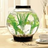 41gslIWJ8DL. SL160  Buy Biorb Fish Tank