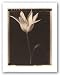Open Tulip by Tom Baril 18"x24" Art Print Poster
