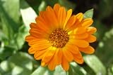 from Haddons Marigold - Pot English Marigold - 60 seeds