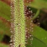 SUNDEW - 12 Seed - Drosera carpensis