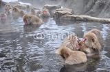 Wallmonkeys Peel and Stick Wall Decals - Snow Monkey Nagano Japan - 24