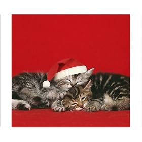 Photographic Prints of JD-8E-C-M6 Cat - two kittens, one sleeping wearing Christmas hat from Ardea Wildlife Pets