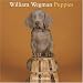 William Wegman Puppies 2008 Wall Calendar