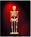 50 Piece Human Skeleton 3D Wood Puzzle