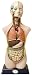 Elenco Human Torso-Large