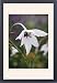 Framed Prints of CRH-1046 Acidanthera - This gladiolus like plant grows its fragrant blooms in from Ardea Wildlife Pets