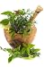 Healing Herbs and Edible Flowers - 60
