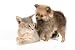 Cat of Abyssinian Breed and the Puppy of the Spitz-dog - 18