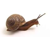 The Snail Creeps - 36