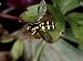 Hoverfly at Rest on Leaf, Middlesex, UK Photographic Poster Print by O'toole Peter, 24x18