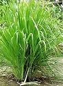 LEMON GRASS - INDIAN HERB - 30 SEEDS