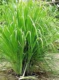 from Haddons LEMON GRASS - INDIAN HERB - 30 SEEDS