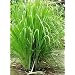 LEMON GRASS - INDIAN HERB - 30 SEEDS