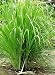 LEMON GRASS - INDIAN HERB - 30 SEEDS