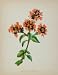 1902 Botanical Print Oregano Marjoram Origanum Vulgare - Original Print