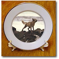 Young Artic Wolf - 8 Inch Porcelain Plate