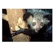 Aye-Aye, Daubentonia Madagascariensis Range-Madagascar Animals Photographic Poster Print by Alan And Sandy Carey, 24x18