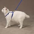 Savvy Tabby Nylon Cat Harness Nautical Blue