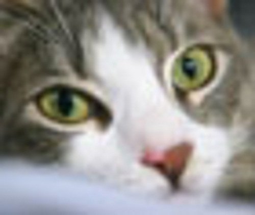 more about CATS E-CALENDAR 18 Months Bonus (USA and Canada) 2012-11