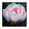 Allie 1089 Original Hand-Painted Oil on Canvas by Carl Sebastian- 32x32"