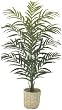 7 1/2' King Areca Palm