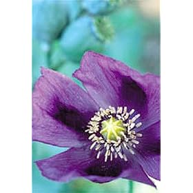 Organic Hungarian Przemko Breadseed Somniferum Poppy 150 Seeds