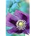 Organic Hungarian Przemko Breadseed Somniferum Poppy 150 Seeds