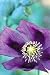 Organic Hungarian Przemko Breadseed Somniferum Poppy 150 Seeds