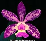 Blc Pollyana =(Blc Waikiki Gold 'Lea' x C Brabantiae 'Dixie Spots' (Photo))