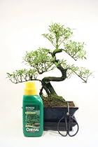 Flowering Indoor Bonsai Tree Gift Set - Serissa in 20cm Pot, 28-36cm High