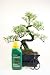 Bonsai Tree Gift Set - Shaped Serissa - 
