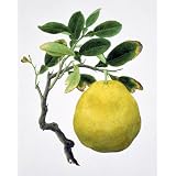 Quince (Print On Demand)