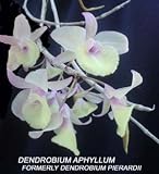 Dendrobium pierardii (aphyllum) 591