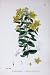 Botany Plants C1902 Dotted Leaved St John'S Wort Flower