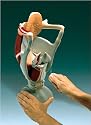 Functional Larynx Teaching Model