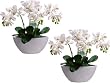 Two 15" Phalaenopsis Orchid Plant X3 in Ceramic Pot Cream