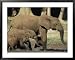 An adult African forest elephant leads two younger elephants through the forest Framed Art Poster Print by Michael Fay, 39x31