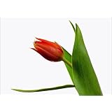Poster 70 x 50 cm - "Tulpe - Blumen Foto" von Falko Follert Art-FF77 - auch in anderen Gr��en und als Leinwandbild erh�ltlichvon "POSTERLOUNGE"