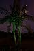 Yard Illumination Commercial Grade Laser Illuminator (Green)