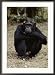A Close-up of One of the Many Chimpanzees at Gombe Stream National Park Collections Framed Photographic Poster Print by Kenneth Love, 25x34