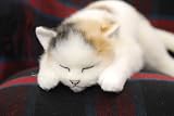 癒しねこ（リアルな猫のぬいぐるみ）　（ミケネコ･眠り目）