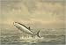 Fredric S Cozzens - Cathing a Tarpon in Florida Fine Art Fishing Print