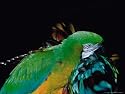 Green and Gold Macaw, Galveston Botanical Garden, Moody Gardens, Texas, USA Photographic Poster Print by Dee Ann Pederson, 24x18