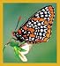 Baltimore Checkerspot Bookmark Image