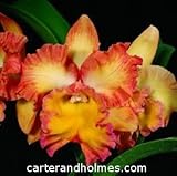 Blc Owen Holmes 'Encore'
