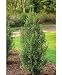 pointer29 - HOLLY SKY POINTER JAPANESE 1 gallon Potted